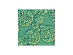 想買(mǎi)優(yōu)質(zhì)低血清細(xì)胞培養(yǎng)基，就來(lái)賽